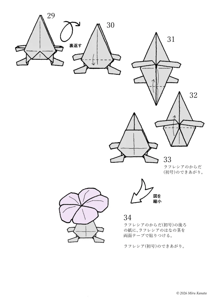 ラフレシア初号4